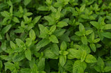 Menthol 