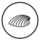 Grünlippmuschel